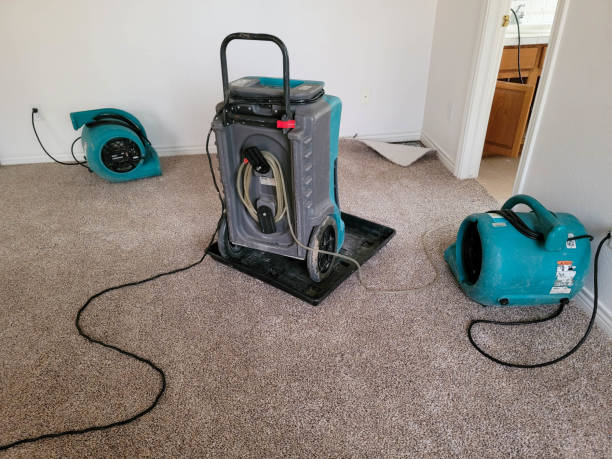 Best Mold removal after water damage  in Ferrum, VA